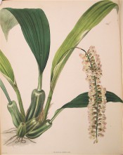 Figured are leaves, pseudobulbs and pendant raceme of numerous pinkish flowers.  Loddiges Botanical Cabinet  no.1934, 1833.