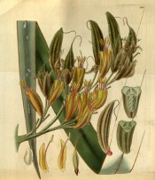The image shows a strap-like leaf, the dull yellowish-red flowers and seed pods.  Curtis's botanical Magazine t.3199, 1832.