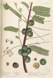 Figured are pinnate leaves, tiny greenish flowers and green fruits.  Blackwell pl.400, 1739.