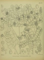 The uncoloured drawing shows leaves and cones.  Illustrations of the New Zealand Flora pl.190, 1914.