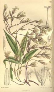 Figured is a bamboo with detail of leaves and flowers.  Curtis's Botanical Magazine t.7994, 1905.