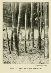 The photograph shows a tall, thick-caned bamboo in situ.  Les Bambus?es Fig.1, 1913.