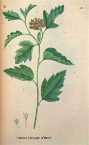 Figured are toothed leaves and terminal corymb of small pinkish flowers.  Saint-Hilaire Tr. pl.160, 1825.