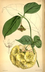 Figured are paired ovate leaves and umbel of cup-shaped yellow flowers. Curtis's Botanical Magazine t.4545, 1850.