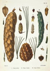 Leaves, cones and seeds of Pinus excelsa are figured.  Die Coniferen t.XX, 1840-41.