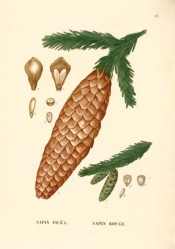Figured are shoots with leaves and brown female cones.  Saint-Hilaire Arb. pl.73, 1824.