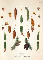 Leaves, cones and seeds of Pinus alba are illustrated.  Die Coniferen t.XXXIII, 1840-42.