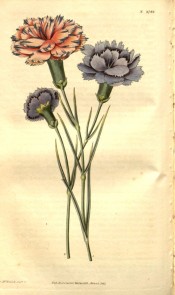 Unusual picotees, purple edged on a pink ground and purple edged on a blue ground.  Curtis's Botanical Magazine t.2744, 1827.