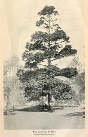 A photograph of Pinus canariensis growing in the Sydney Botanic Garden.  Agricultural Gazette of NSW, June 2nd, p.3, 1908.