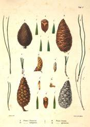 Leaves, cones and seeds of Pinus halepensis are figured.  Die Coniferen t.I, 1840-41.