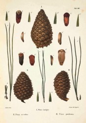 Illustrated are leaves, female cone and seeds.  Die Coniferen t.VIII, figure 1, 1840-41.