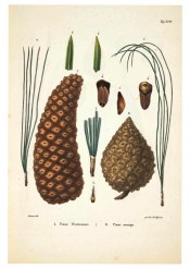 Leaves, female cones and seeds are figured.  Die Coniferen t.XVI, 1840-41.