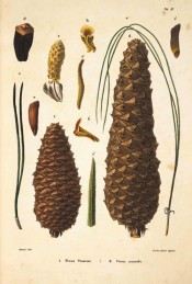 Leaves, female cones and seeds are figured.  Die Coniferen t.VI, 1840-41.