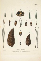 Leaves, female cones and seeds are figured.  Die Coniferen t.XV, 1840-41.