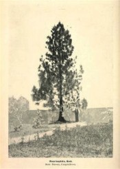 A photograph of a young tree growing at Campbelltown near Camden.  Agricultural Gazette of NSW.  March 2nd, p.180, 1908.