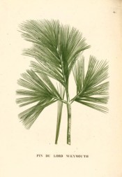 Leaves only are illustrated.  Saint-Hilaire Arb. pl.62, 1824.