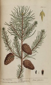 Illustrated are leaves, male cones and ripe female cones.  Blackwell p.190, 1737.