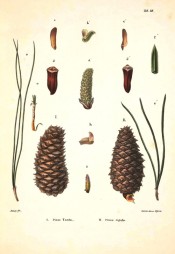 Leaves, female cones and seeds are figured.  Die Coniferen t.VII, 1840-41.