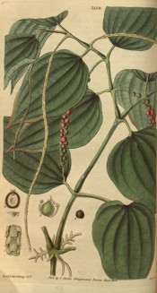 Figured is a climber with ovate leaves, long, narrow, pendant flower spike and berries. Curtis's Botanical Magazine t.3139,1832.
