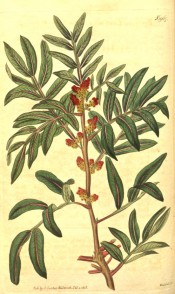 Figured are pinnate leaves with reddish veins and panicles of red and green flowers.  Curtis's Botanical Magazine t.1967, 1818.