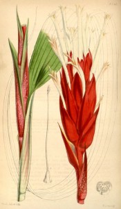 Shown are lance-shaped leaves and white flowers surrounded by bright red bracts.  Curtis's Botanical Magazine  t.4241/1846.