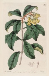 Illustrated are the lance-shaped leaves and terminal umbels of bell-shaped yellow flowers.  Botanical Register f.186, 1817.