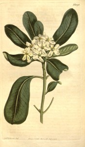 Figured are glossy obovate leaves and terminal cluster of white flowers.  Curtis's Botanical Magazine t.1396, 1811.