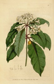 Figured are lance-shaped, wavy leaves, terminal umbel of white flowers and orange berry.  Botanical Register f.16, 1815.