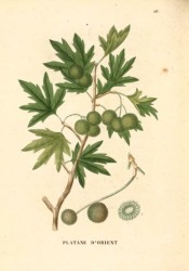 Illustrated are the deeply 5-lobed leaves and green fruit clusters.  Saint-Hilaire Arb. pl.68, 1824.