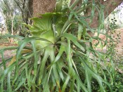 The photograph shows both the pale green next fronds and darker green, pendant  fertile fronds.  Camden Park Gardens.