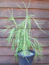 The photograph shows a conifer with narrow, elongated, drooping branchlets with very small adpressed scale-like leaves.