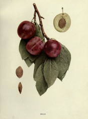 Figured is a shoot with ovate, toothed leave, 3 red skinned plums, a sectioned plum and stones. Plums of New York p.158, 1911.