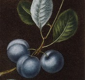 Figured is a bunch of 3 blue-skinned, round plums and ovate leaves. Pomona Britannica pl.16, 1812.