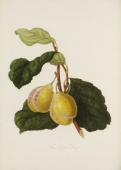 Figured is a yellow-skinned plum with red dots, and ovate leaves. Pomona Londinensis pl.14, 1818.