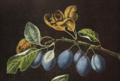 Figured is a shoot with ovate, toothed leaves and 3 pairs of purple-skinned plums. Pomona Britannicus pl.22, 1812.