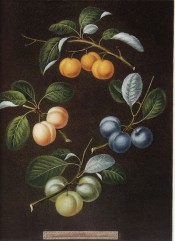 Figured are 4 shoots with clusters of yellow, green or blue plums. Pomona Britannicus ol.16, 1812.