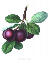 Figured is a cluster of purple plums with oval foliage. Pomona Londinensis pl.39, 1818.