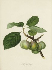 Figured is a cluster of 6 oval, green-skinned plums with foliage. Pomona Londinensis pl.38, 1818.