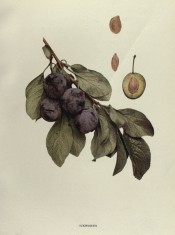 Figured is a shoot with ovate leave, 4 purple-skinned plums, a sectioned plum and stones. Plums of New York p.220, 1911.
