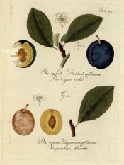 Figured are 2 plums, one yellow one purple, with leaves and flowers. Pomona Austriaca t.197, 1792.