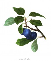 Figured is a shoot with ovate, toothed leaves and a cluster of purple-skinned plums. Pomona Londinensis pl.34, 1818.