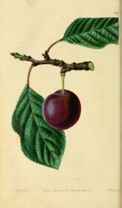 Figured is a shoot with oval, toothed leaves and a single purple-skinned plum. Pomological Magazine t.129, 1830.