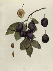 The figure shows a shoot with a cluster of purple plums and a sectioned plum. Plums of New York p.220, 1911.