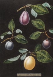 Figured are 4 plums, all oval in shape, 2 red, 1 blue and 1 yellow, with leaves. Pomona Britannica pl.17, 1812.