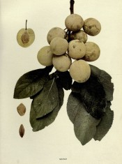 Figured is a shoot with ovate leave, 10 yellow-skinned plums, a sectioned plum and stones. Plums of New York p.155, 1911.