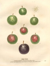 Figured are 7 round plums, 3 green, 3 green with a red blush, and 1 purple. Saint-Hilaire pl.224, 1830.