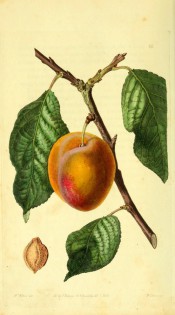 Figured is a shoot bearing leaves and a large plum with yellow skin flushed with red. Pomological Magazine t.16, 1828.