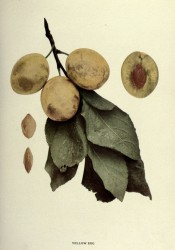 The figure shows a yellow plum, leaves, sectioned plum and stone. Plums of New York p.386, 1911.