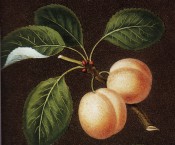 Figured are 2 oval, yellow plums with ovate, toothed leaves. Pomona Britannica pl.16, 1812.
