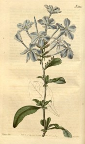Shown are slender stems, oblong leaves and racemes of long-tubed, sky-blue flowers. Curtis's Botanical Magazine t.2110, 1819.